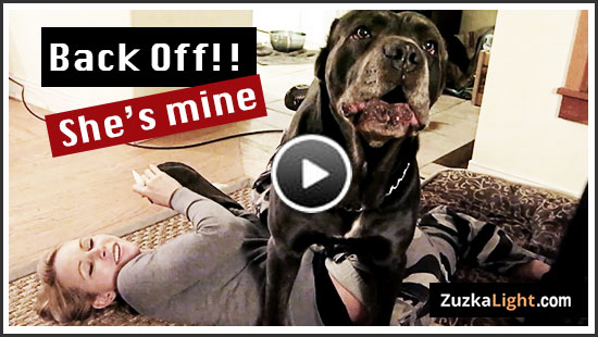 Zuzka_Vs_Cane_Corso_Post