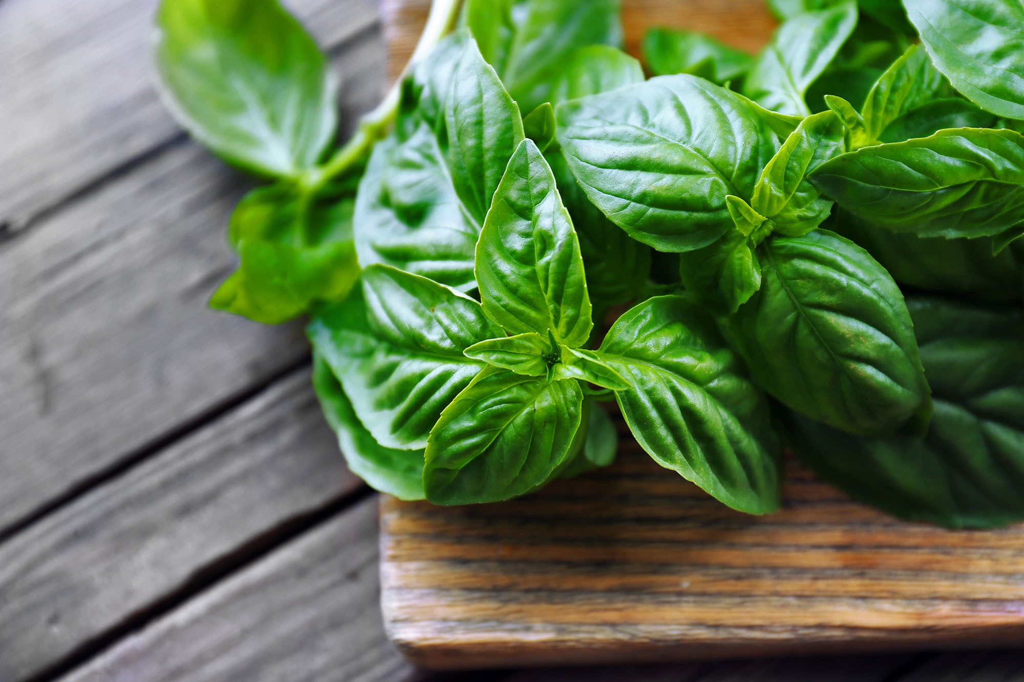 The Health Benefits of Basil