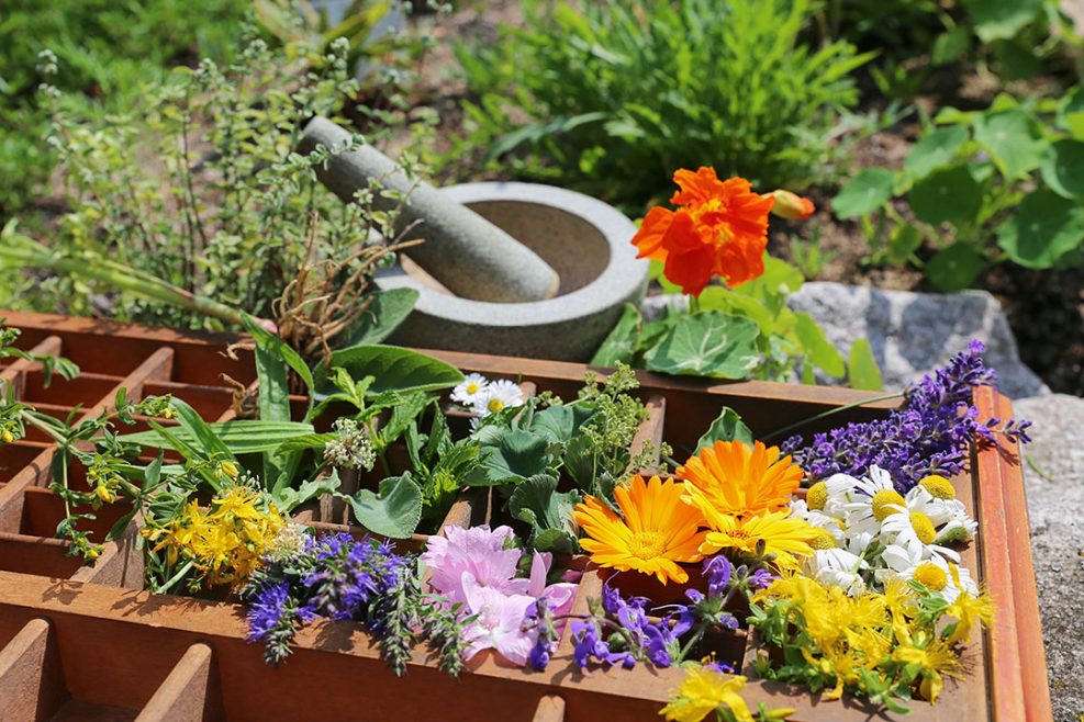 Herbs That Help Reduce Anxiety And Improve Sleep