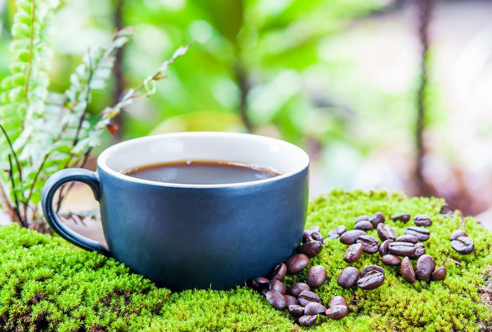 WHY MUSHROOM COFFEE IS THE NEXT SUPERFOOD