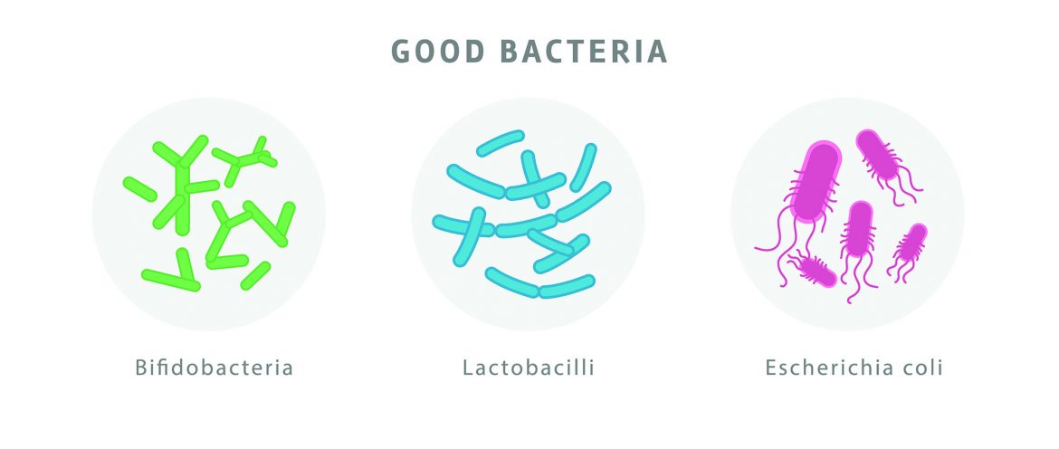 Top 10 Interesting Facts About Bacteria